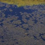 Image de l'article VIGILANCE CYANOBACTERIES