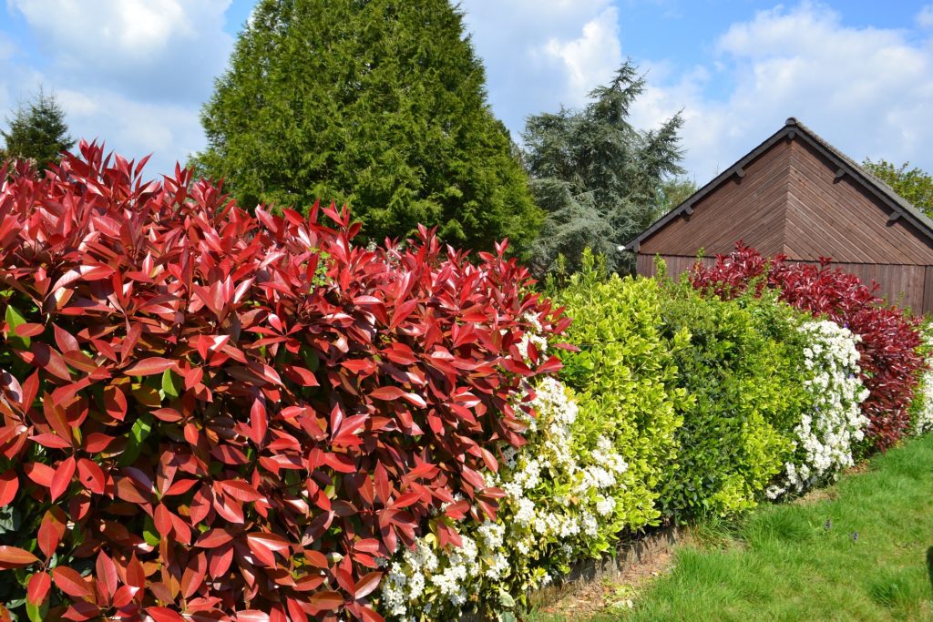 Image de l'article PLANTATION DE HAIES CHAMPÊTRES