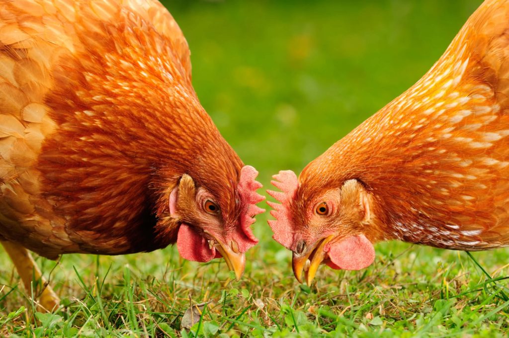 Image de l'article Adoptez deux poules  !