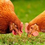 Image de l'article Adoptez deux poules  !