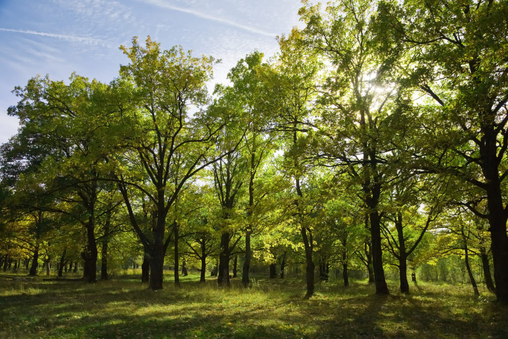 Image de l'article Risques d’incendies : Protection des bois et restrictions en eau