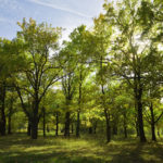 Image de l'article Risques d’incendies : Protection des bois et restrictions en eau
