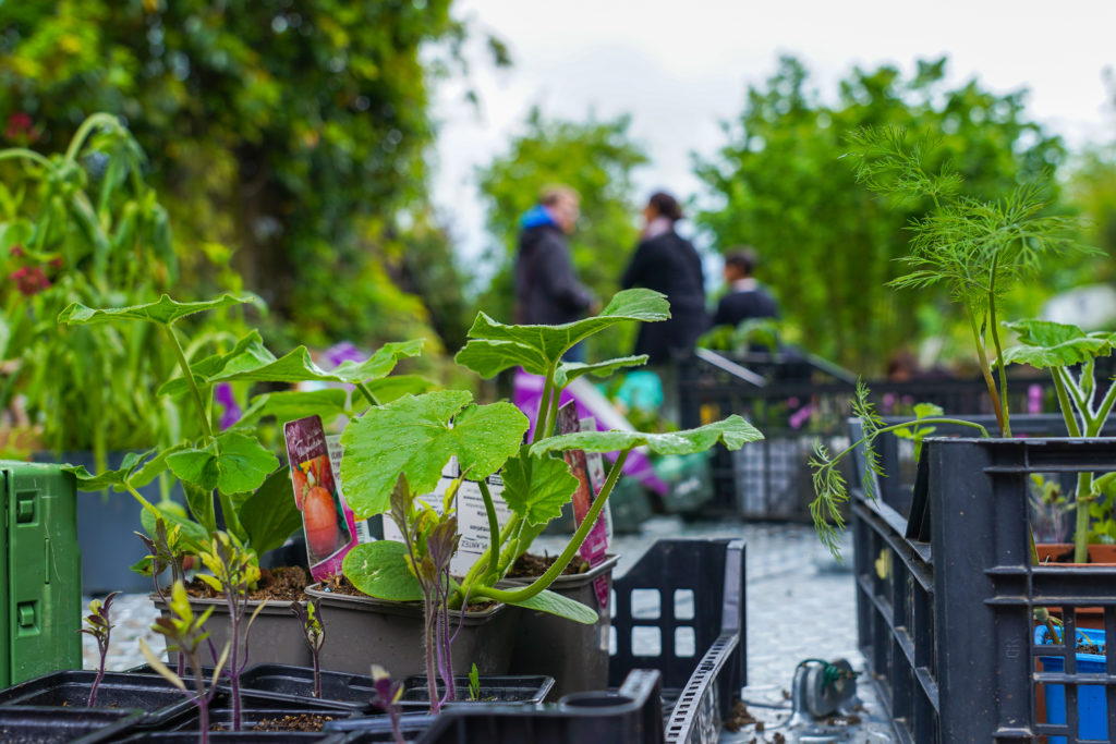 Image de l'article Rendez-vous au jardin solidaire le 2 juillet