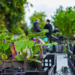 Image de l'article Rendez-vous au jardin solidaire le 2 juillet