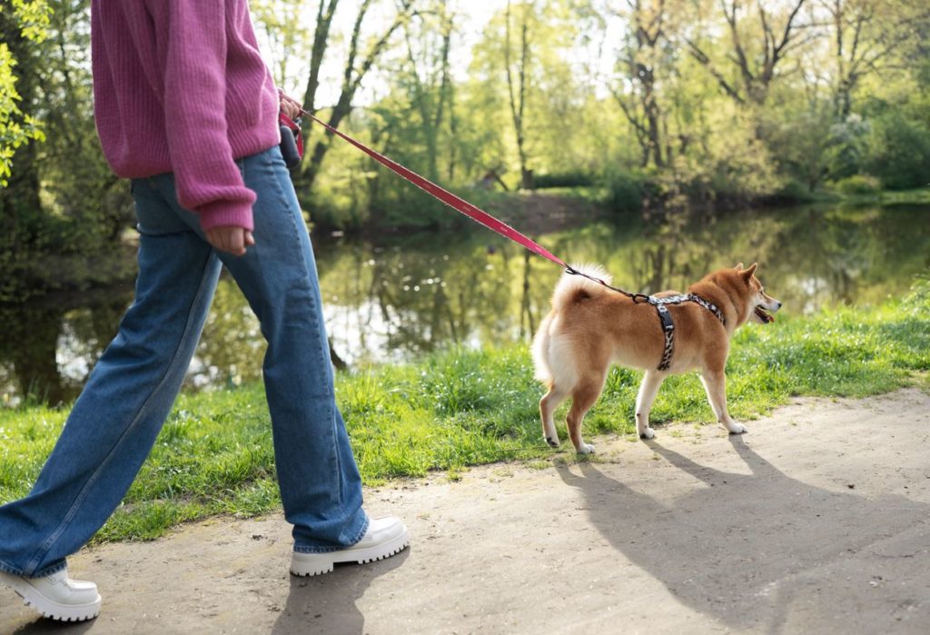 Image de l'article Animaux de compagnie