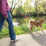 Image de l'article Animaux de compagnie