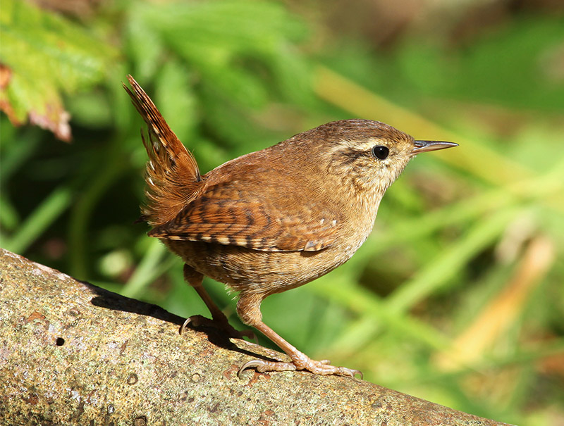 Image de l'article Participez à une balade commentée autour des oiseaux