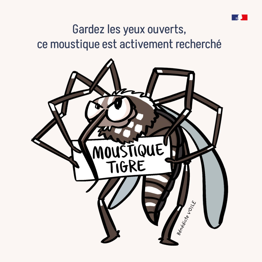 Image de l'article Moustique tigre :  soyez vigilants