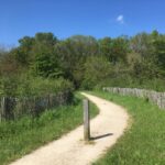 Image de l'article La Forêt qui pousse