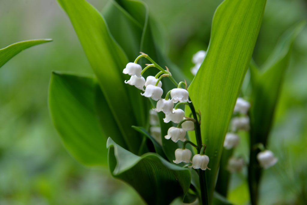 Image de l'article Vente de muguet sur la voie publique