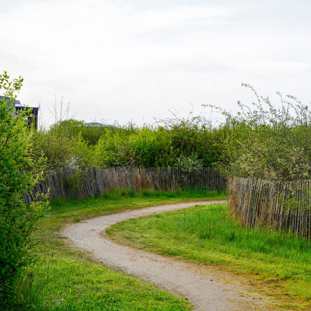 Image de l'article Comment va la Forêt qui pousse ?