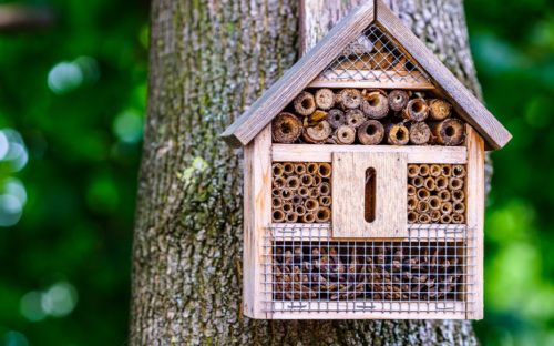 Image de l'article Atelier :  Création d’hôtel à insectes